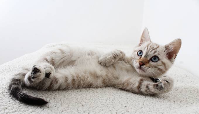 أشياء تكرهها القطط